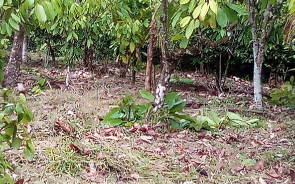 First image of 161 Pt. Hopewell in Highgate, St. Mary, Jamaica - property is For Sale