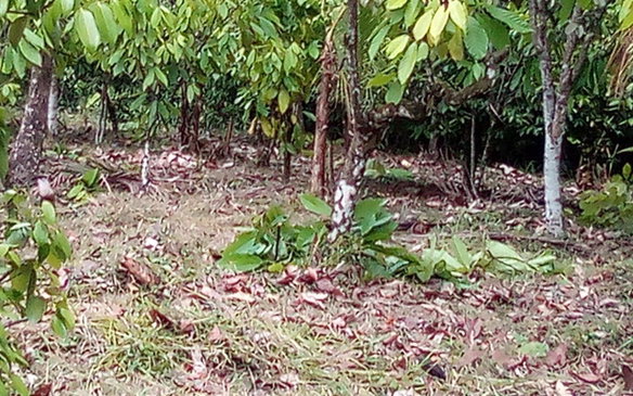 First image of 161 Pt. Hopewell in Highgate, St. Mary, Jamaica - property is For Sale