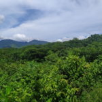 First image of Spring Garden, st Thomas in Spring Garden, St. Thomas, Jamaica - property is For Sale