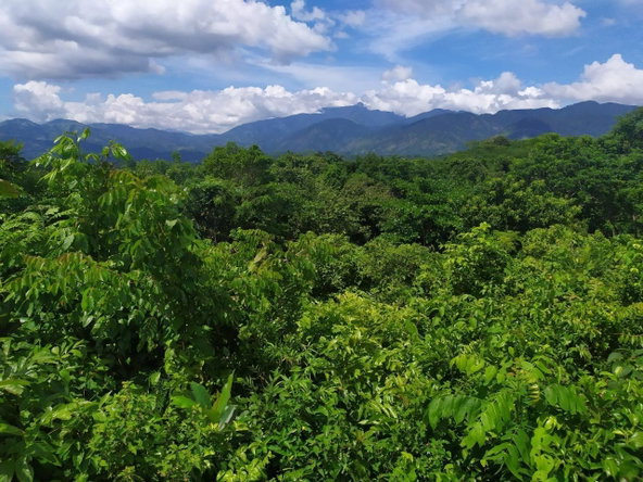 Fourth image of Spring Garden, st Thomas in Spring Garden, St. Thomas, Jamaica - property is For Sale