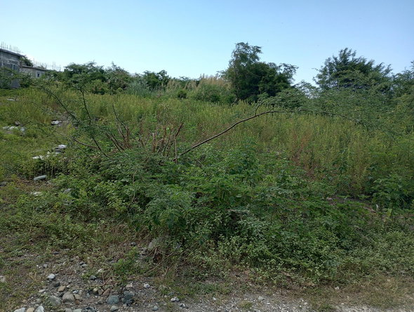 Fourth image of Lot 29 Albion Estate in Albion, St. Thomas, Jamaica - property is For Sale