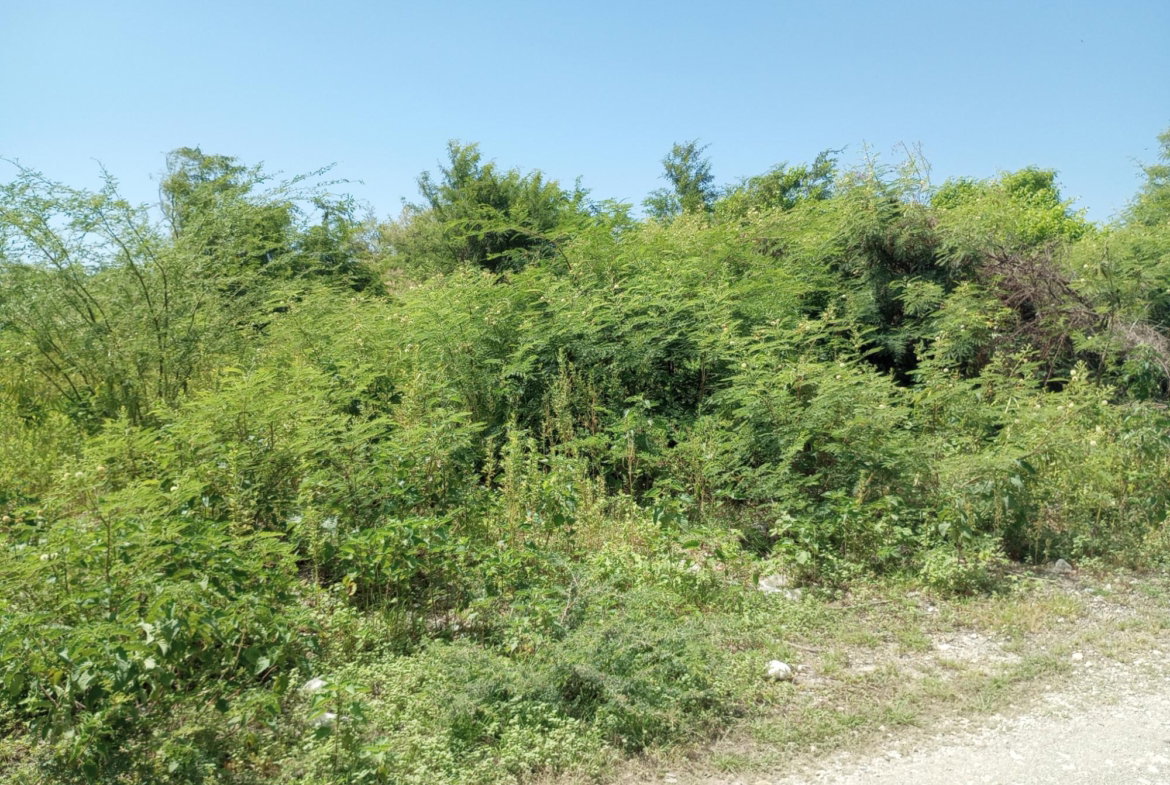 Fifth image of Lot 29 Albion Estate in Albion, St. Thomas, Jamaica - property is For Sale