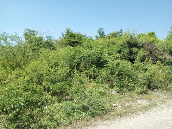Fifth image of Lot 29 Albion Estate in Albion, St. Thomas, Jamaica - property is For Sale
