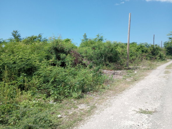 Sixth image of Lot 29 Albion Estate in Albion, St. Thomas, Jamaica - property is For Sale