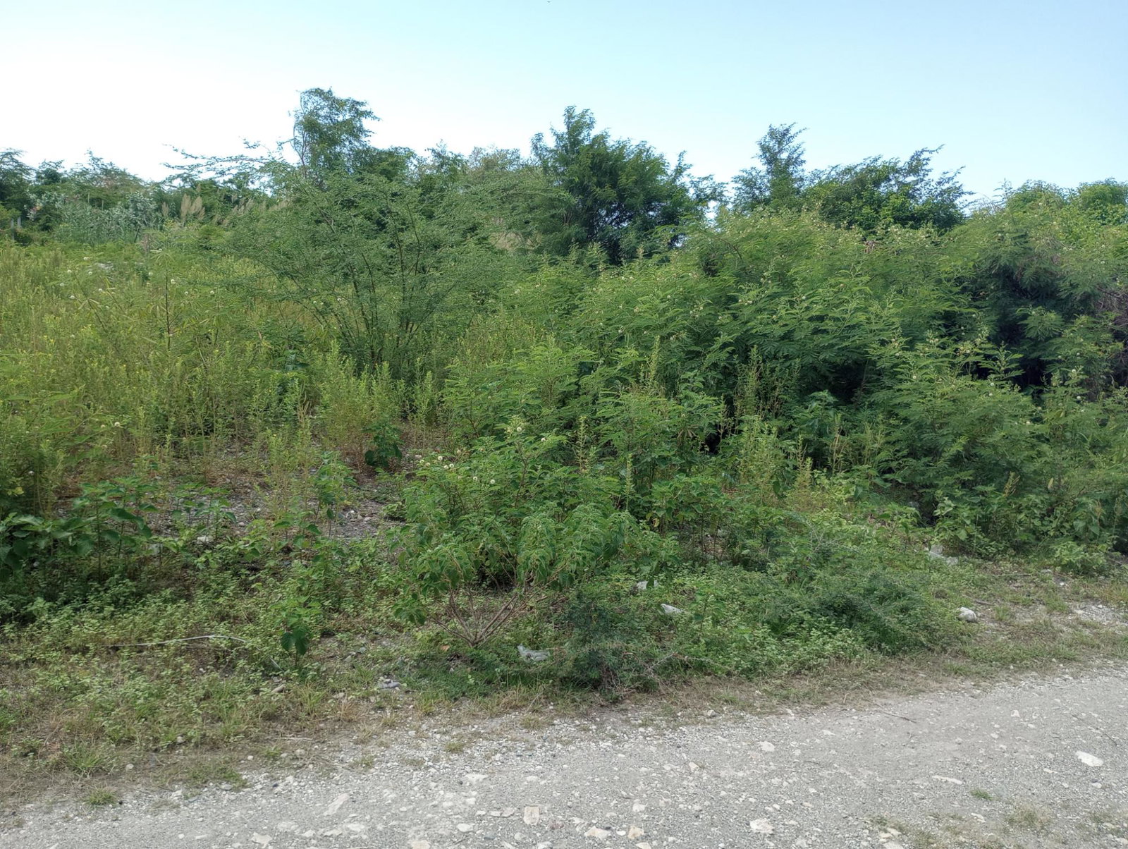 Seventh image of Lot 29 Albion Estate in Albion, St. Thomas, Jamaica - property is For Sale