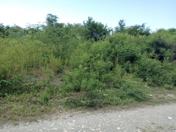 Seventh image of Lot 29 Albion Estate in Albion, St. Thomas, Jamaica - property is For Sale