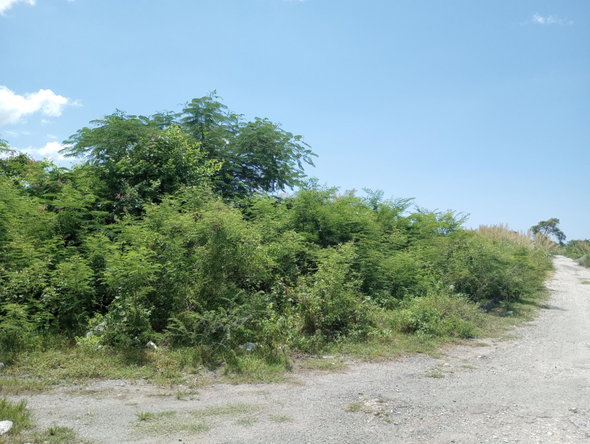Eighth image of Lot 29 Albion Estate in Albion, St. Thomas, Jamaica - property is For Sale