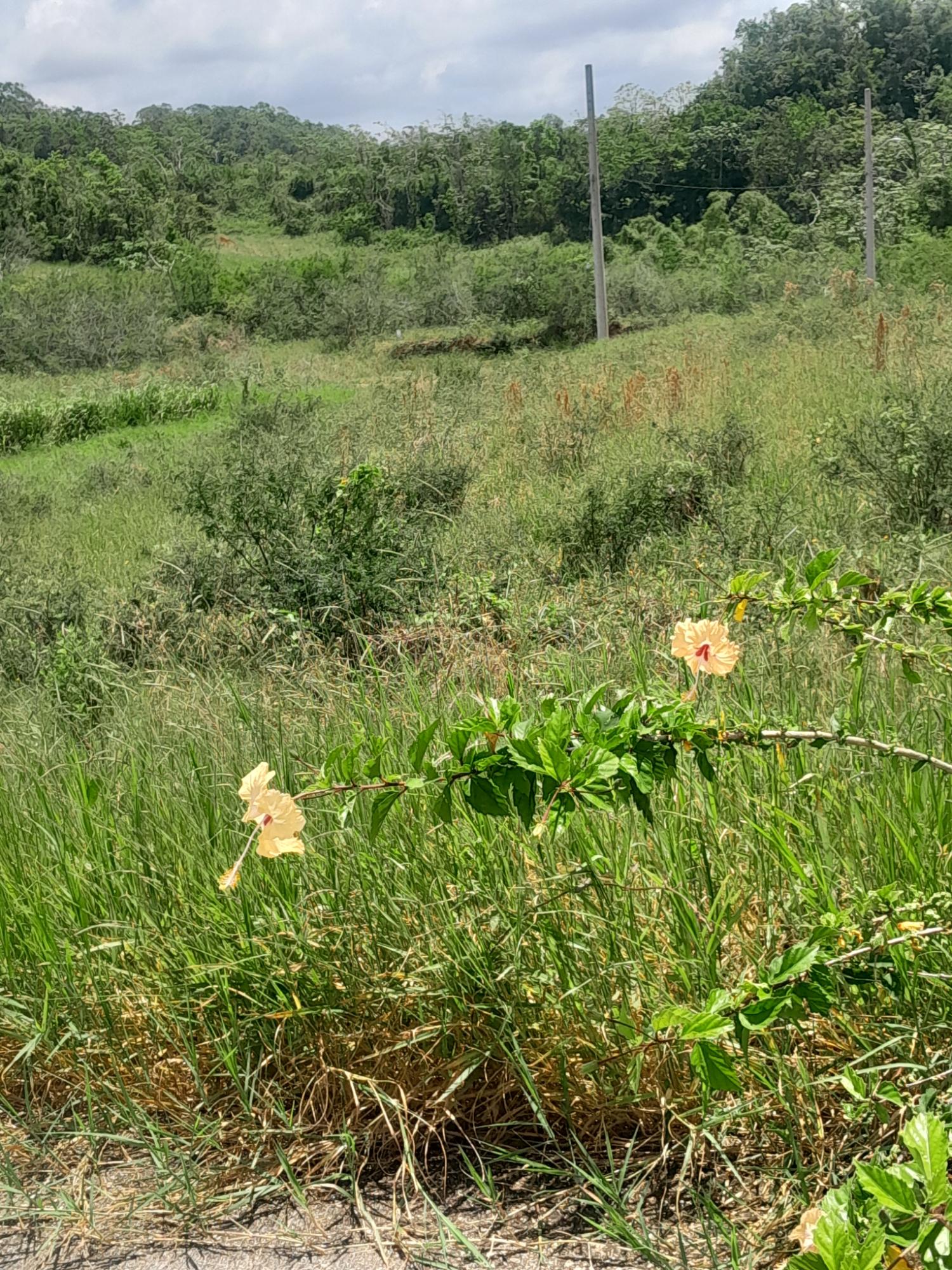 Tenth image of 434 Moorelands Manor Phase 3 in Moorlands Phase 3, Manchester, Jamaica - property is For Sale
