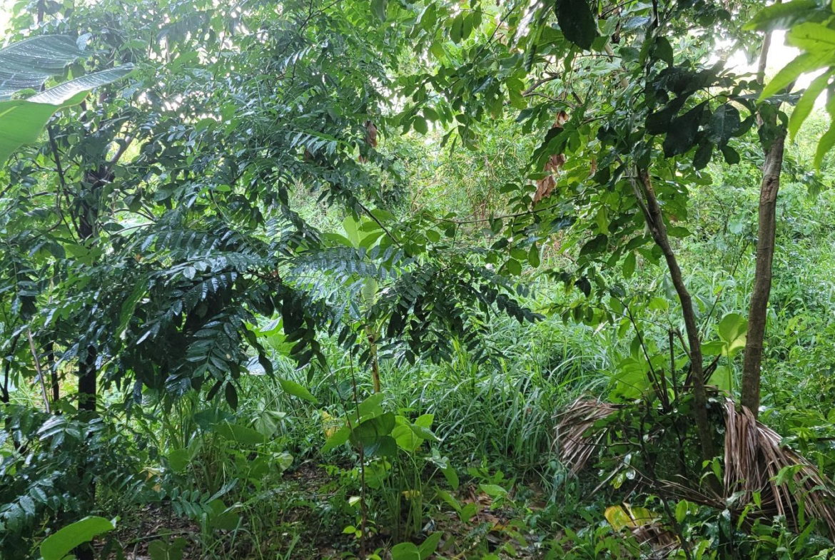 Eleventh image of 64 Bowers Drive, Bowers Esta in Old Harbour, St. Catherine, Jamaica - property is For Sale