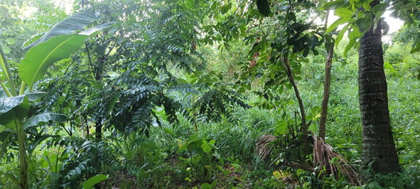 Eleventh image of 64 Bowers Drive, Bowers Esta in Old Harbour, St. Catherine, Jamaica - property is For Sale