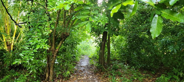 Ninth image of 64 Bowers Drive, Bowers Esta in Old Harbour, St. Catherine, Jamaica - property is For Sale