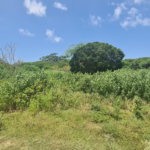 First image of 111 Rosehall Boulevard in Freetown, Clarendon, Jamaica - property is For Sale