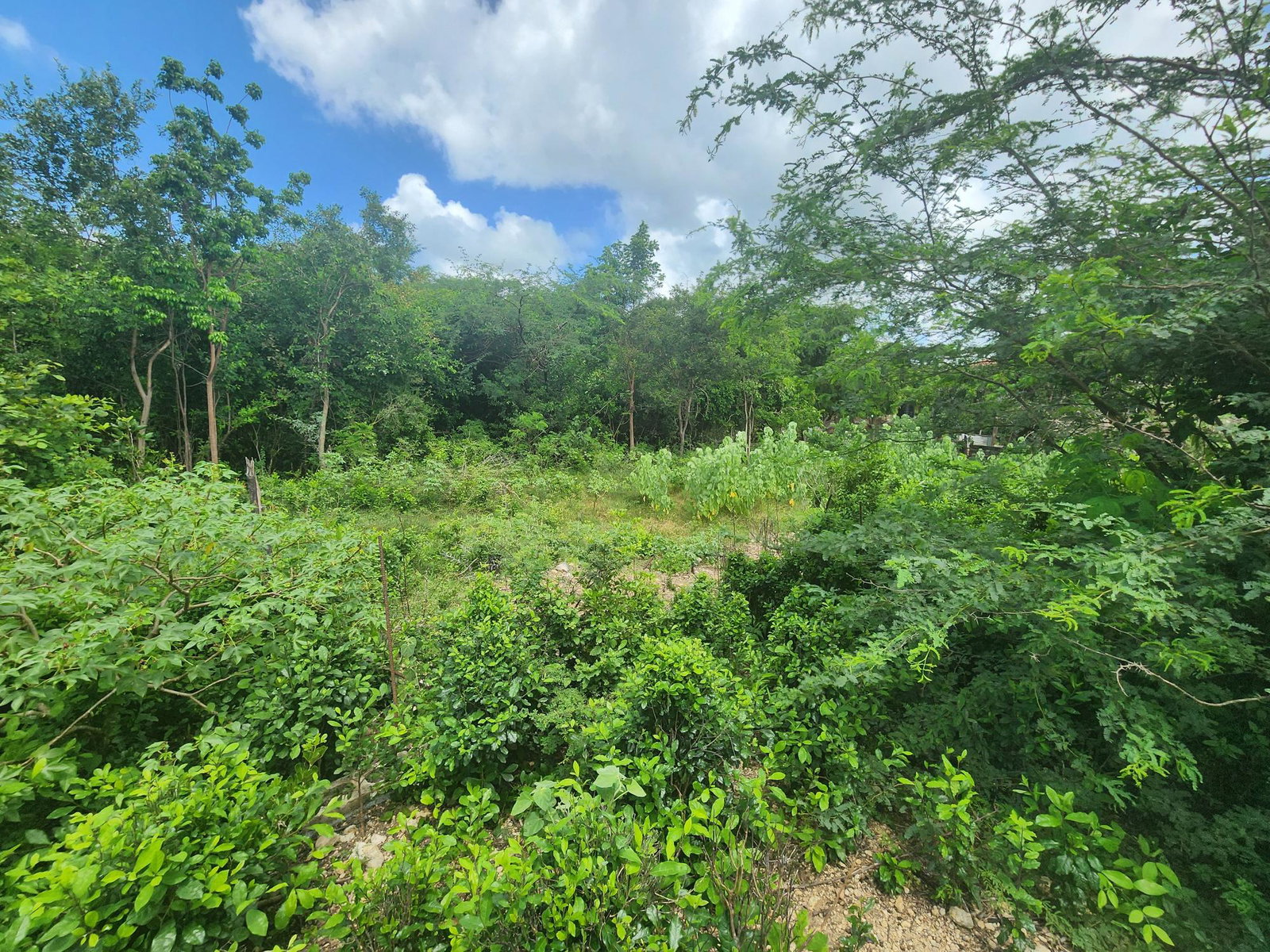 Dream-Home-Opportunity-in-Rosehall-Clarendon-34-Acre-Lot-for-Sale Twenty-Third image of 111 Rosehall Boulevard in Freetown, Clarendon, Jamaica - property is For Sale