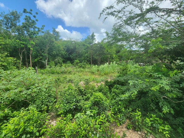 Twenty-Third image of 111 Rosehall Boulevard in Freetown, Clarendon, Jamaica - property is For Sale