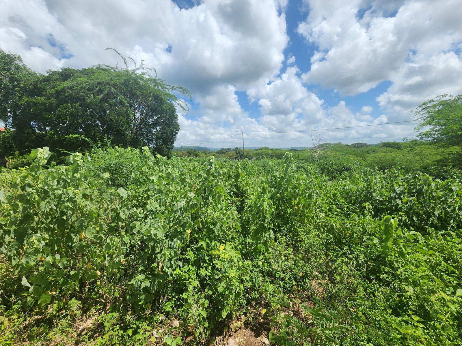Dream-Home-Opportunity-in-Rosehall-Clarendon-34-Acre-Lot-for-Sale Seventh image of 111 Rosehall Boulevard in Freetown, Clarendon, Jamaica - property is For Sale