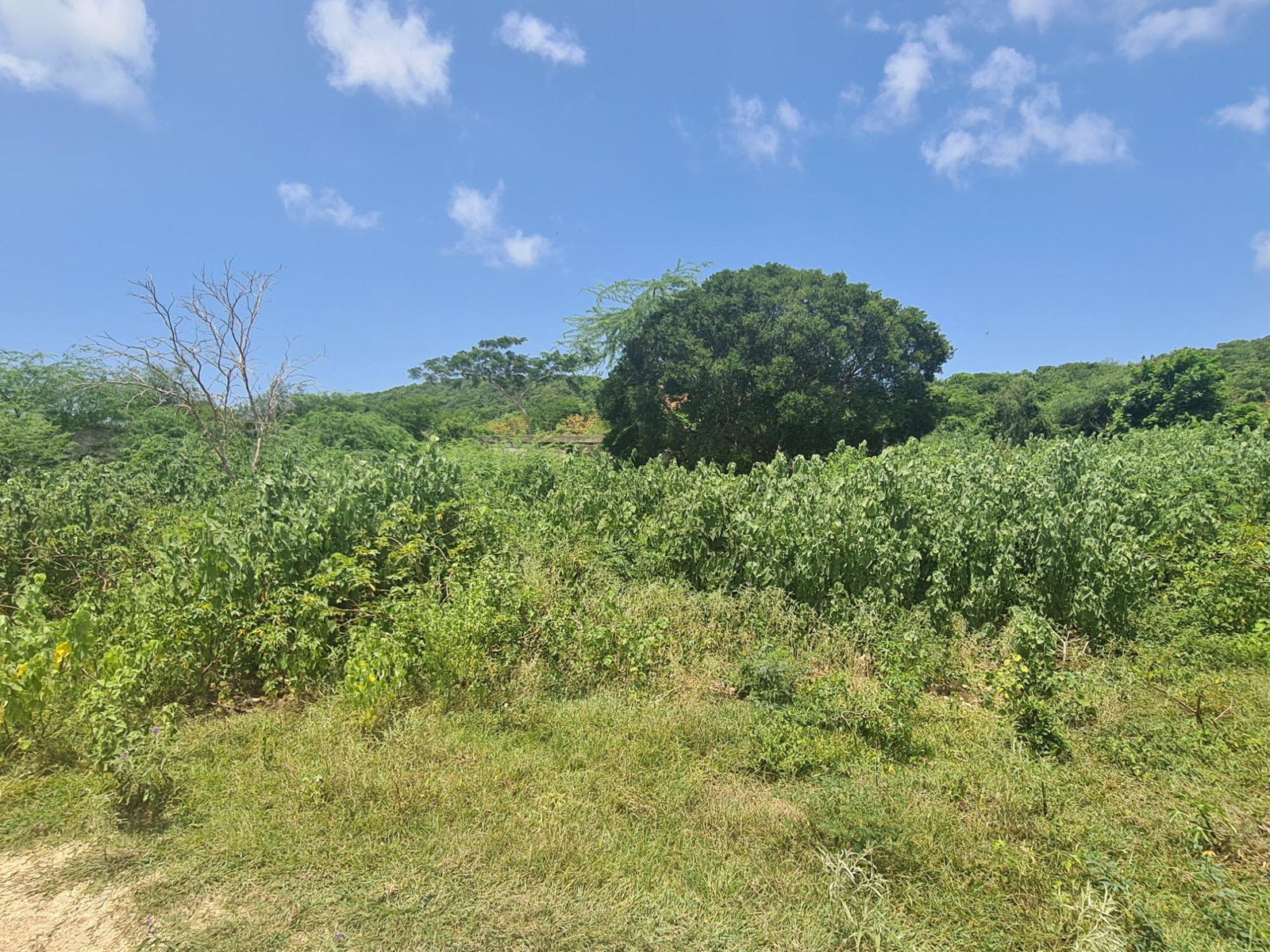Dream-Home-Opportunity-in-Rosehall-Clarendon-34-Acre-Lot-for-Sale First image of 111 Rosehall Boulevard in Freetown, Clarendon, Jamaica - property is For Sale