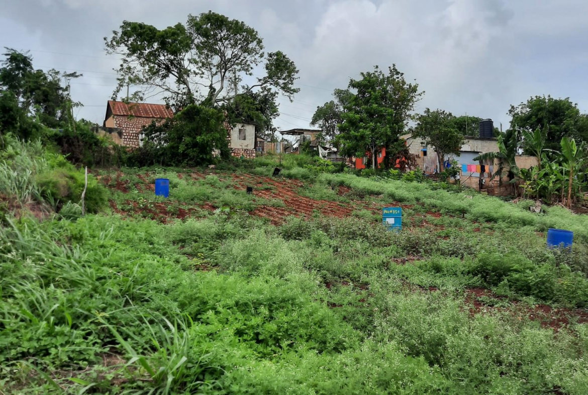 Eleventh image of Warwick in Cross Keys, Manchester, Jamaica - property is For Sale