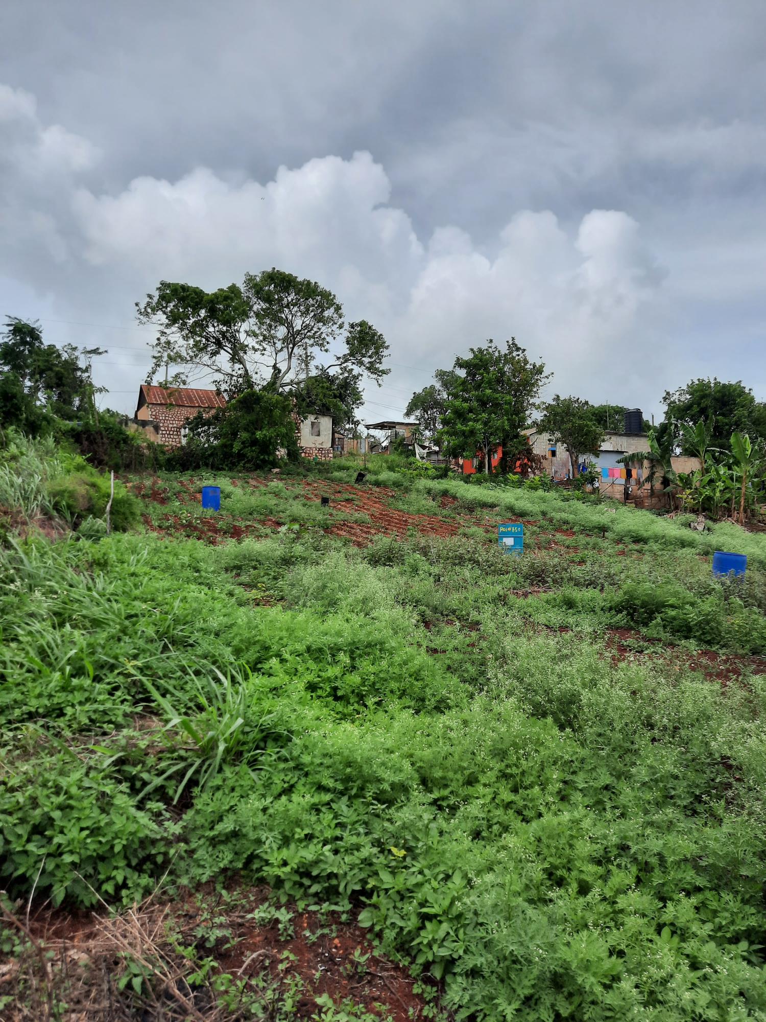 Eleventh image of Warwick in Cross Keys, Manchester, Jamaica - property is For Sale