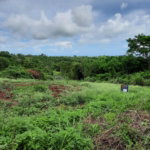 First image of Warwick in Cross Keys, Manchester, Jamaica - property is For Sale