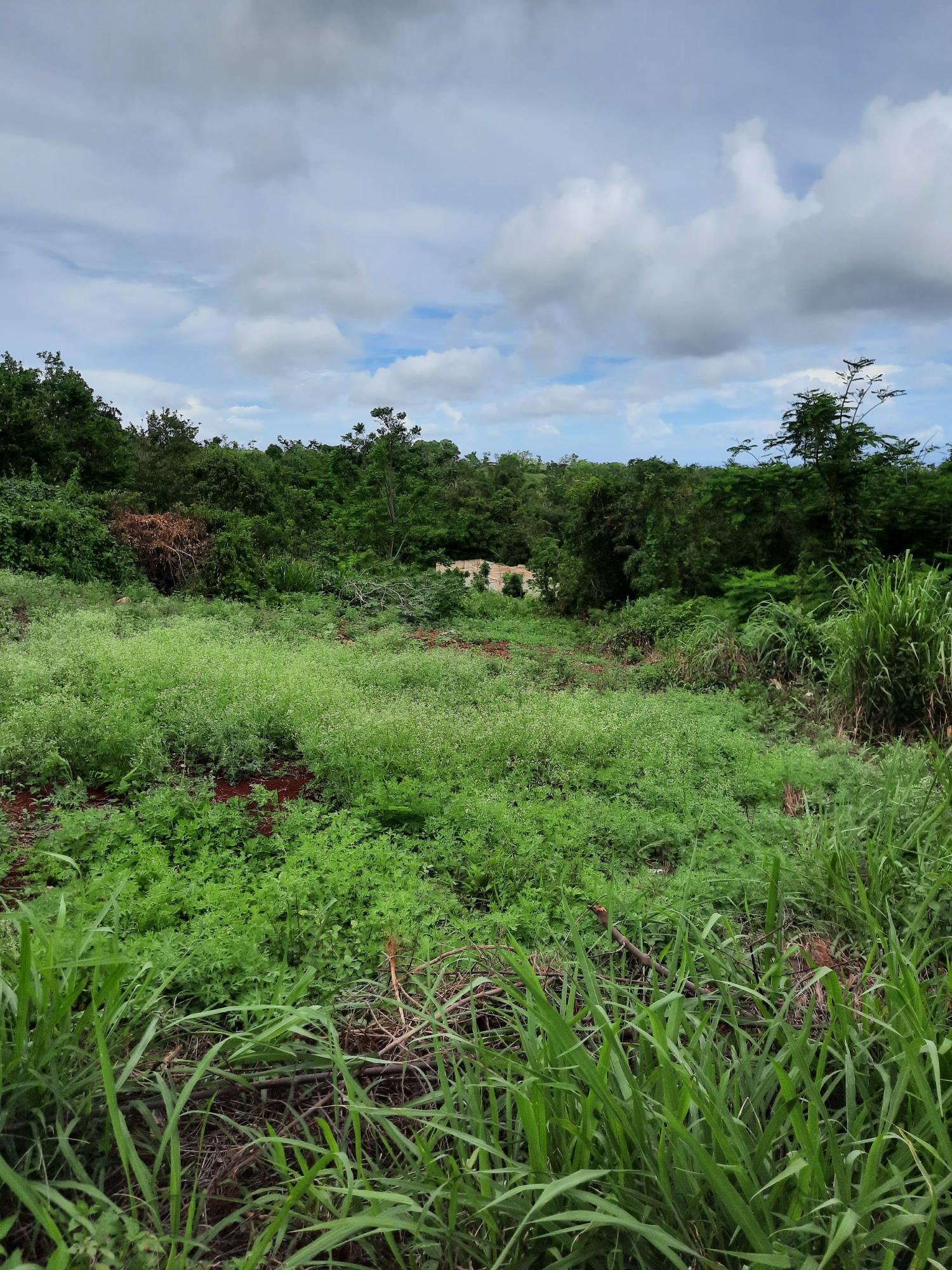 Third image of Warwick in Cross Keys, Manchester, Jamaica - property is For Sale