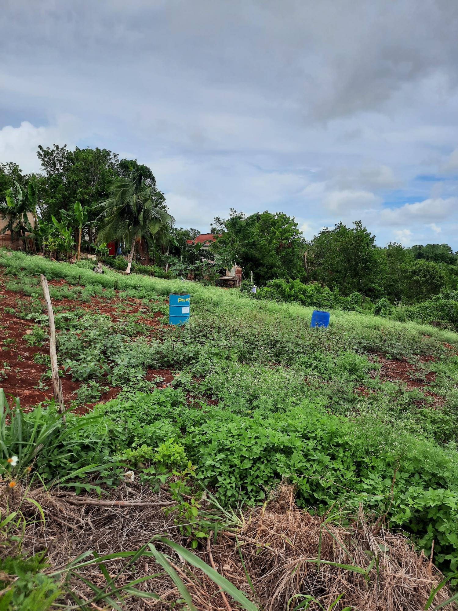 Fourth image of Warwick in Cross Keys, Manchester, Jamaica - property is For Sale