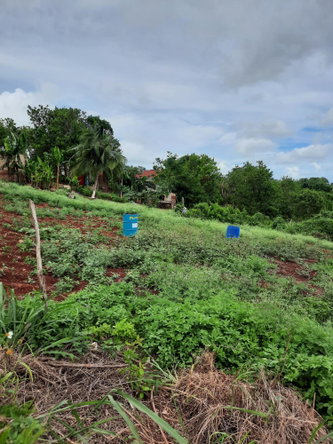 Fourth image of Warwick in Cross Keys, Manchester, Jamaica - property is For Sale