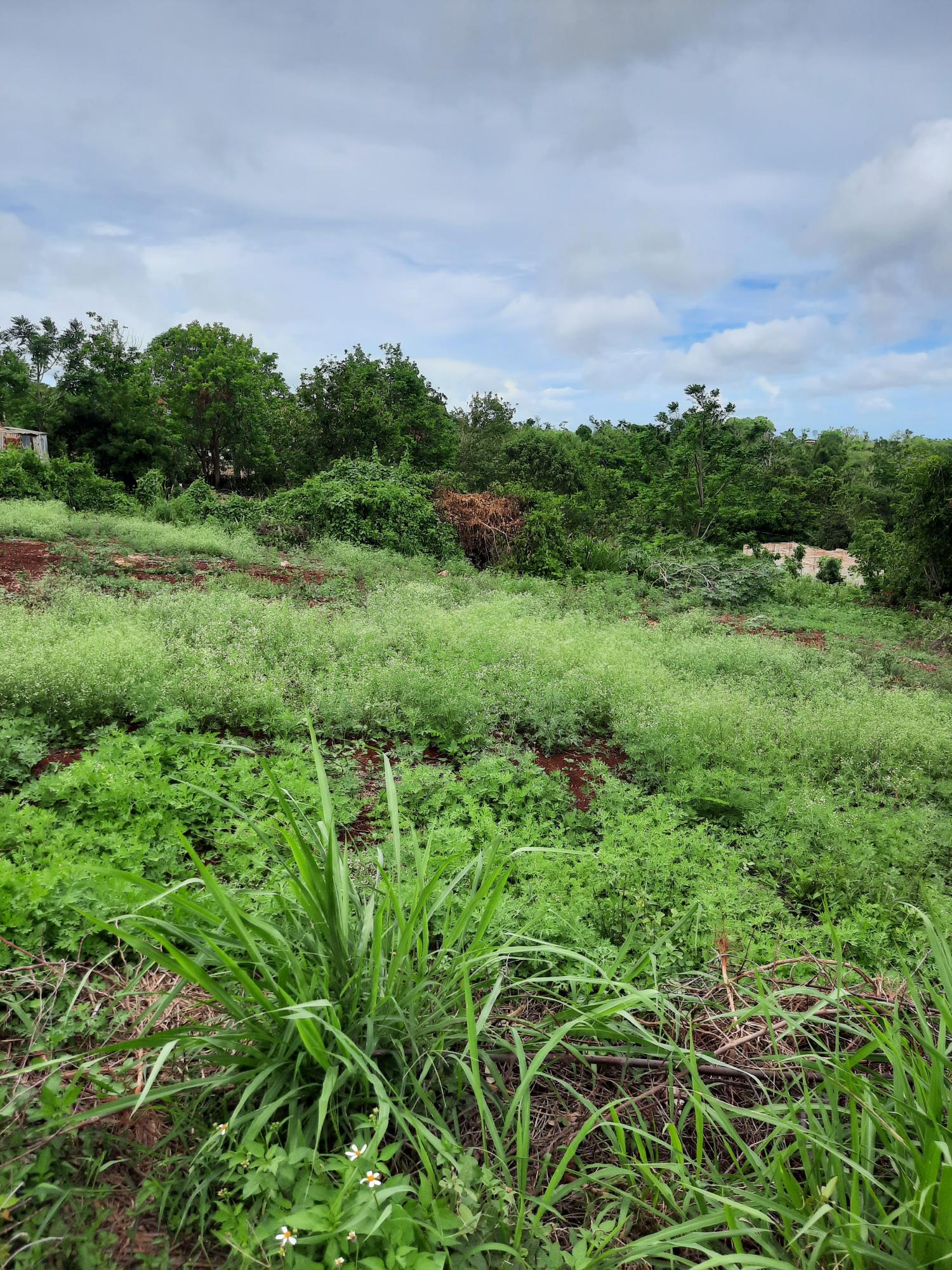 Sixth image of Warwick in Cross Keys, Manchester, Jamaica - property is For Sale