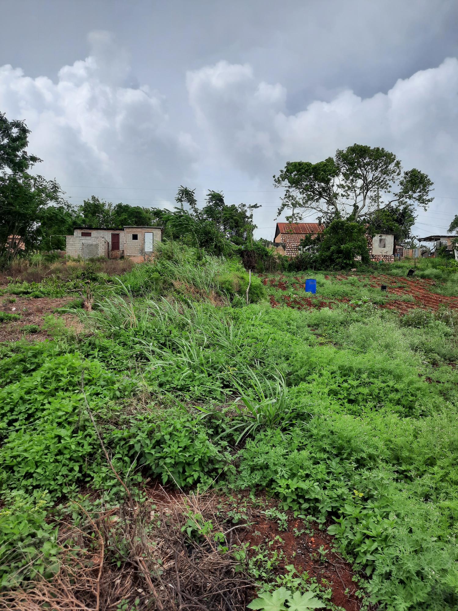 Seventh image of Warwick in Cross Keys, Manchester, Jamaica - property is For Sale