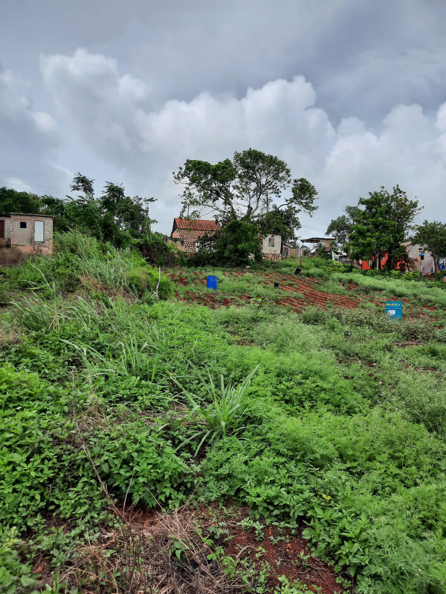 Eighth image of Warwick in Cross Keys, Manchester, Jamaica - property is For Sale