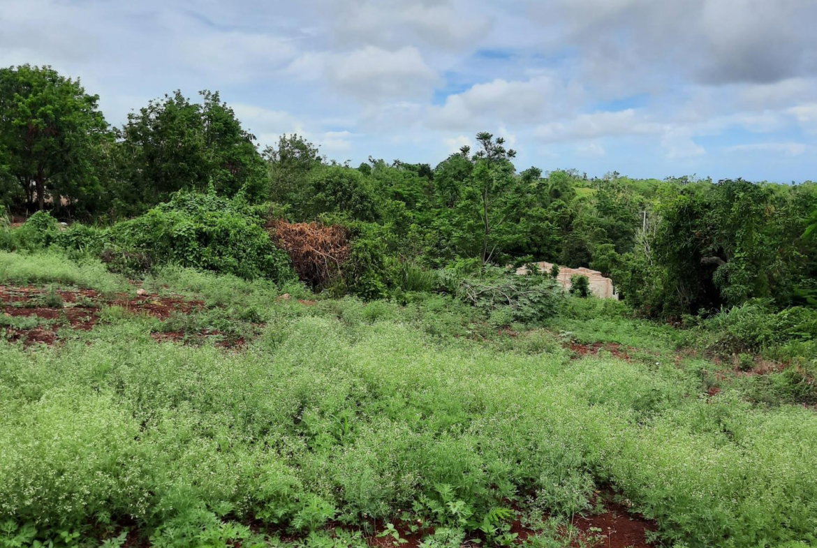 Tenth image of Warwick in Cross Keys, Manchester, Jamaica - property is For Sale