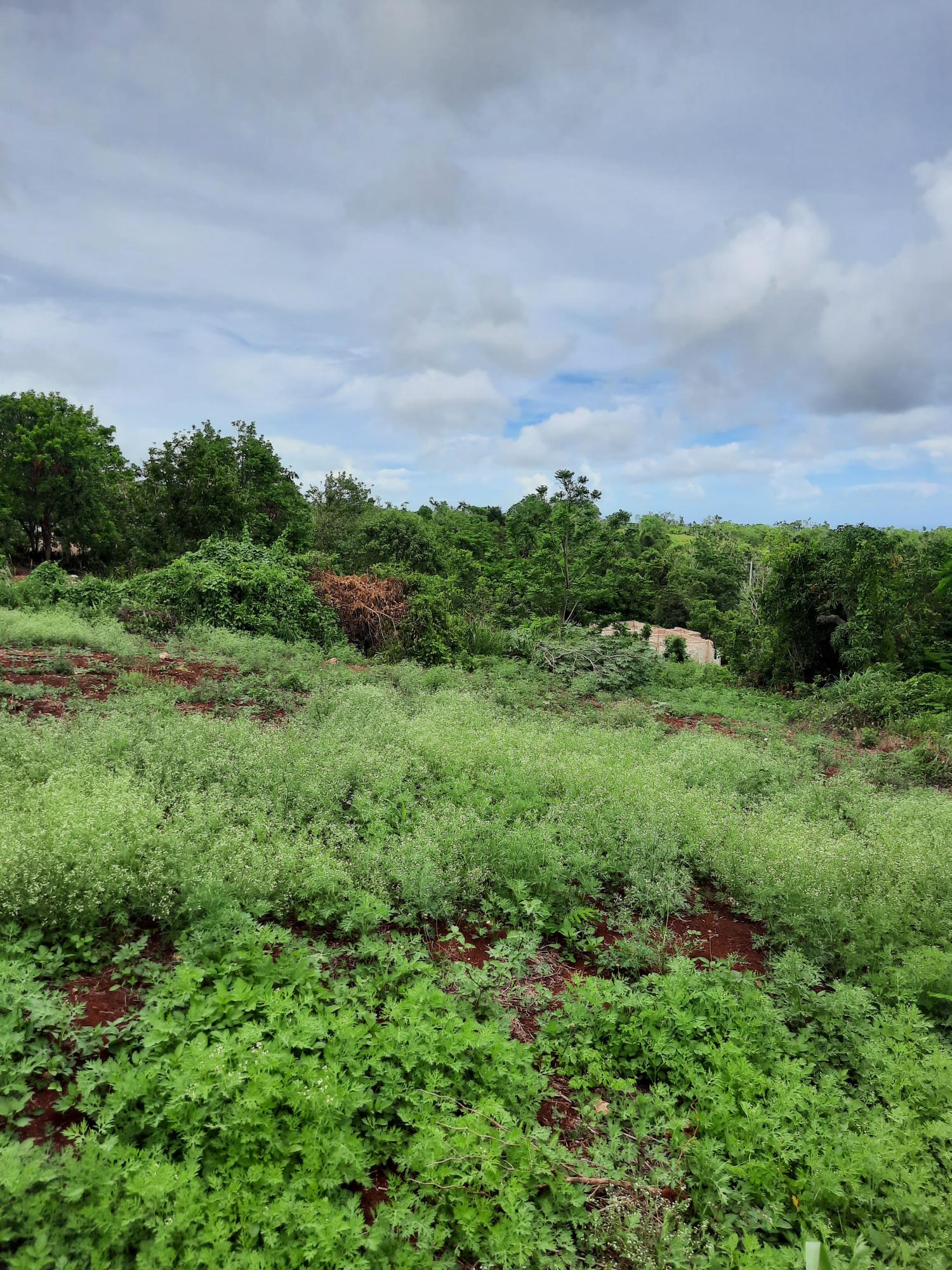 Tenth image of Warwick in Cross Keys, Manchester, Jamaica - property is For Sale