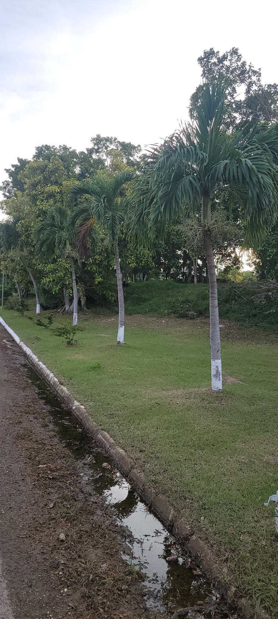 Twentieth image of Twin Palms Clarendon in Palmers Cross, Clarendon, Jamaica - property is For Sale