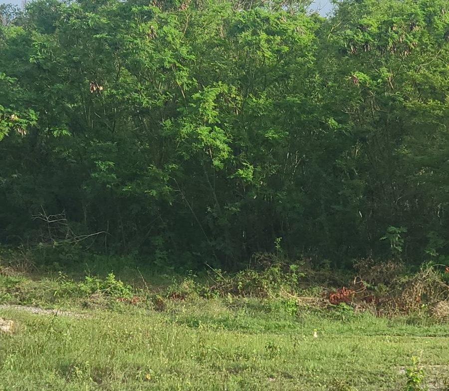 Thirtieth image of Twin Palms Clarendon in Palmers Cross, Clarendon, Jamaica - property is For Sale