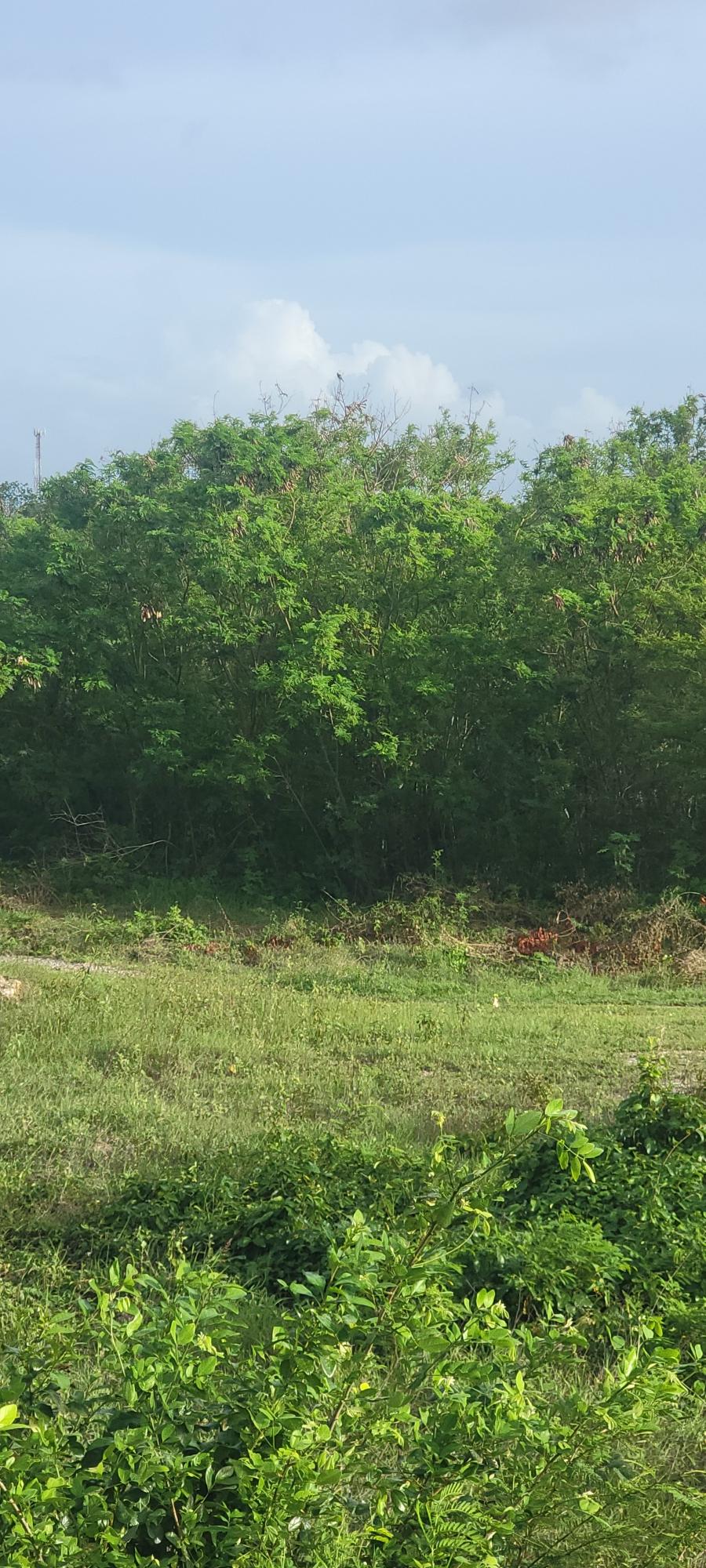 Thirtieth image of Twin Palms Clarendon in Palmers Cross, Clarendon, Jamaica - property is For Sale