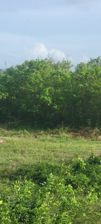 Thirtieth image of Twin Palms Clarendon in Palmers Cross, Clarendon, Jamaica - property is For Sale