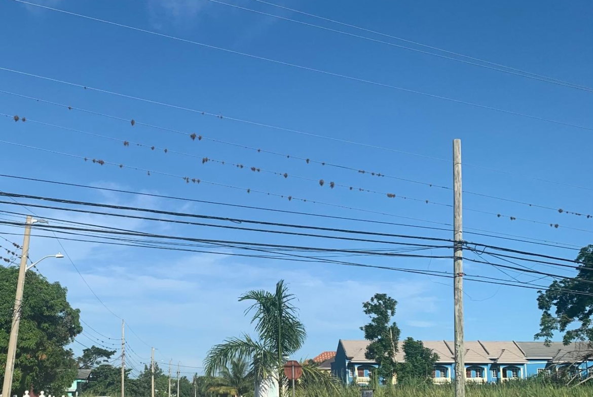 Eighteenth image of 78 Nordutch H/s Sav la Mar in Farm Pen, Westmoreland, Jamaica - property is For Rent