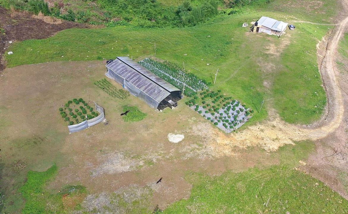 Ninth image of Bigwoods, Darliston in Bigwoods, Westmoreland, Jamaica - property is For Sale