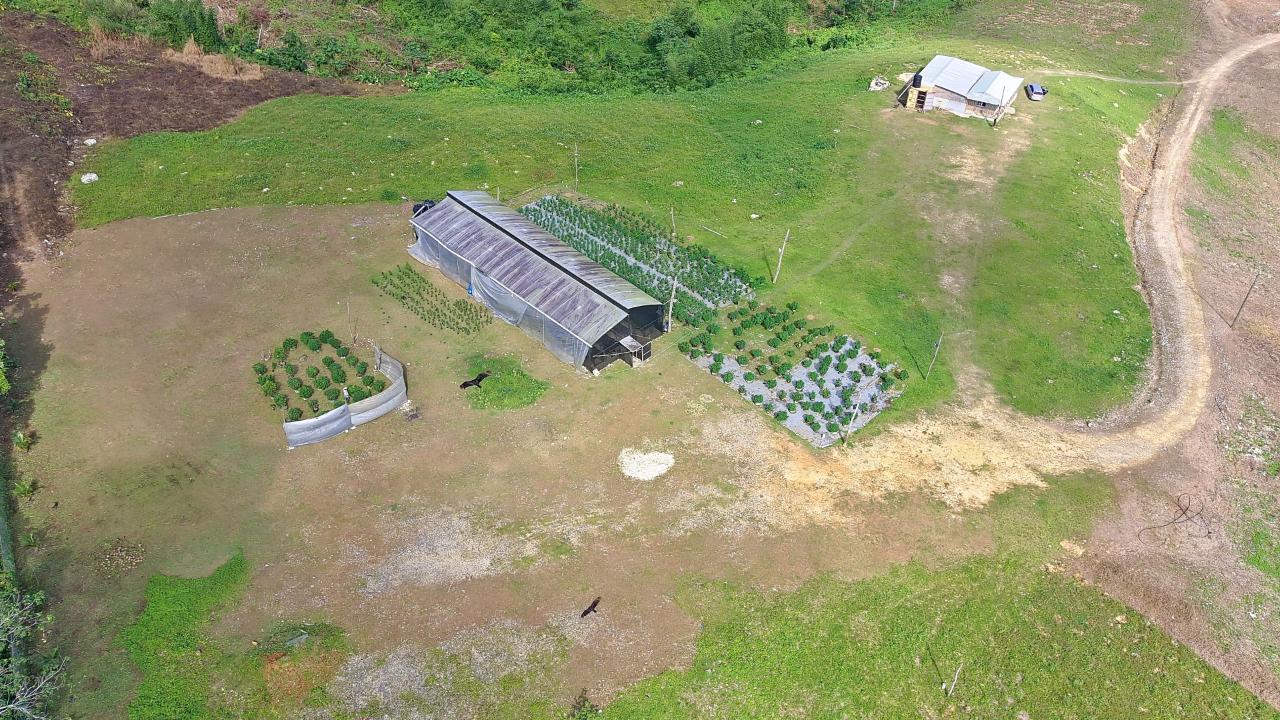 Ninth image of Bigwoods, Darliston in Bigwoods, Westmoreland, Jamaica - property is For Sale