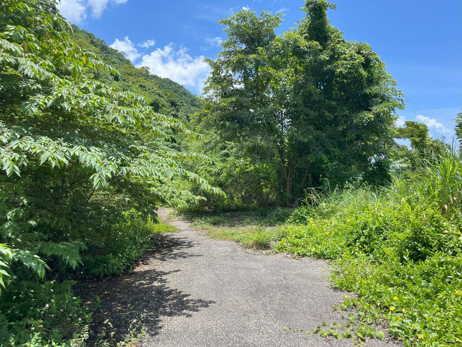 Third image of 424 Lena Avenue in Cave, Westmoreland, Jamaica - property is For Sale