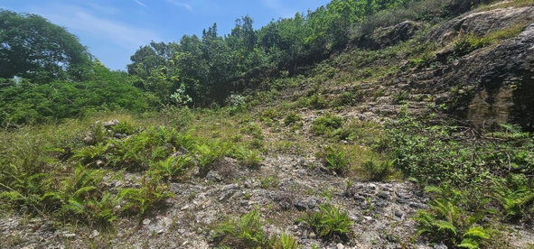 Third image of Lot 3a Esher Haughton Court in Green Island, Hanover, Jamaica - property is For Sale