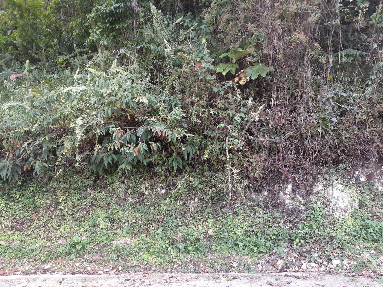 Prime-14-Acre-Residential-Lot-for-Sale-in-Sligoville-St.-Catherine-Jamaica Third image of Sligoville in Sligoville, St. Catherine, Jamaica - property is For Sale
