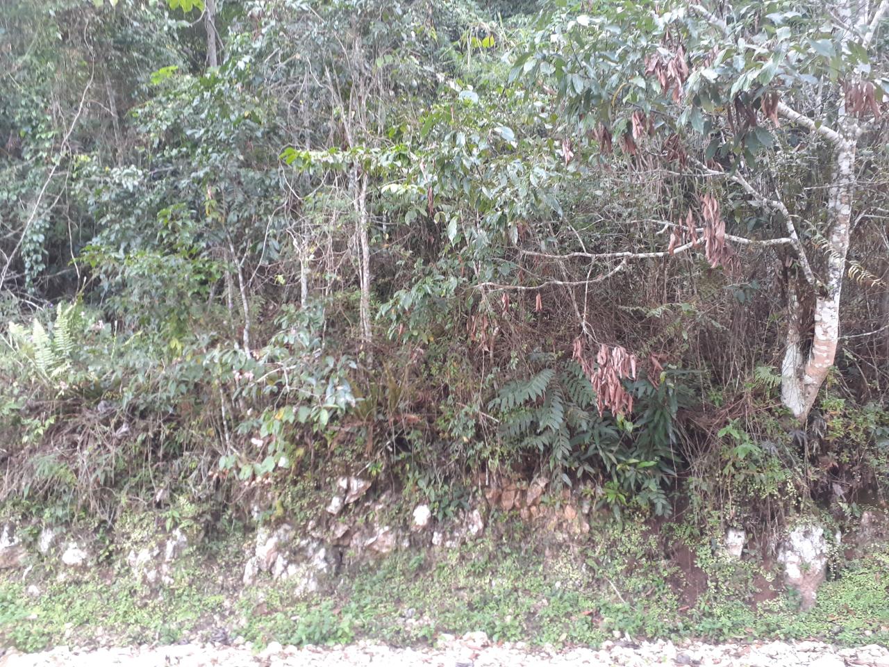 Prime-14-Acre-Residential-Lot-for-Sale-in-Sligoville-St.-Catherine-Jamaica Eighth image of Sligoville in Sligoville, St. Catherine, Jamaica - property is For Sale