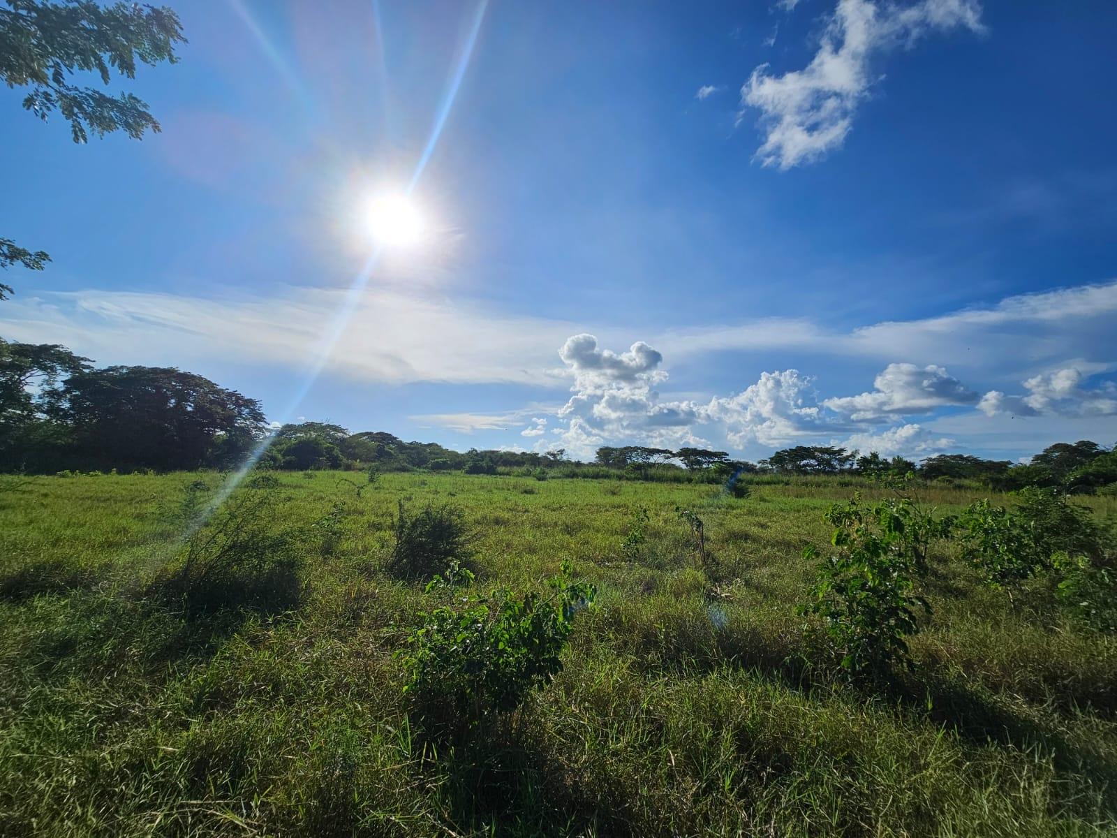 Prime-5.6-Acre-Agricultural-Land-for-Sale-in-Bushy-Park-Jamaica Second image of Bushy Park in Bushy Park, St. Catherine, Jamaica - property is For Sale