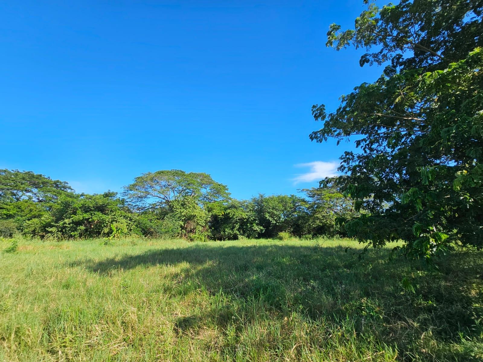 Prime-5.6-Acre-Agricultural-Land-for-Sale-in-Bushy-Park-Jamaica Third image of Bushy Park in Bushy Park, St. Catherine, Jamaica - property is For Sale
