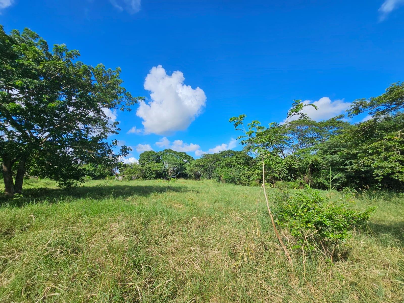 Prime-5.6-Acre-Agricultural-Land-for-Sale-in-Bushy-Park-Jamaica Sixth image of Bushy Park in Bushy Park, St. Catherine, Jamaica - property is For Sale