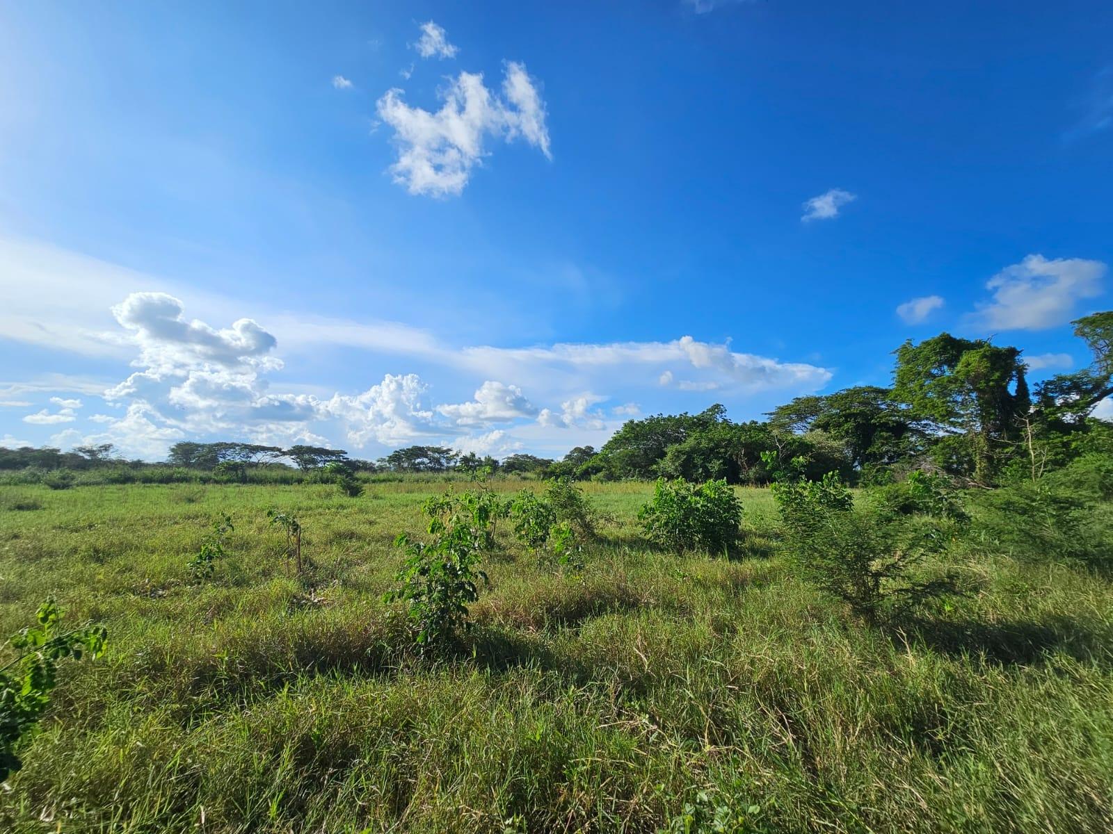 Prime-5.6-Acre-Agricultural-Land-for-Sale-in-Bushy-Park-Jamaica First image of Bushy Park in Bushy Park, St. Catherine, Jamaica - property is For Sale