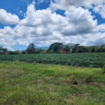 First image of Lot 1-toll Gate Heifers Run, Clarendon in Toll Gate, Clarendon, Jamaica - property is For Sale