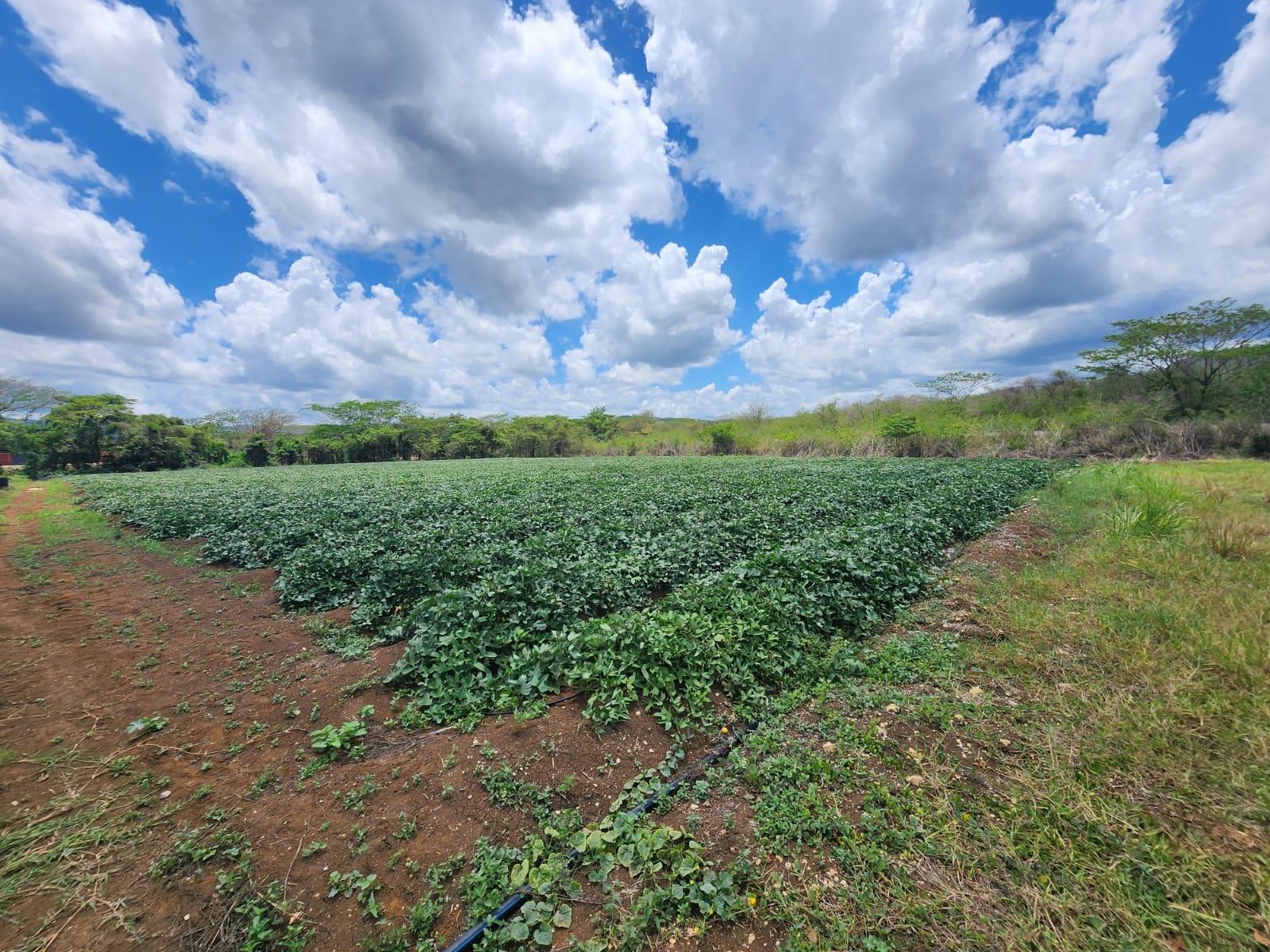 Third image of Lot 1-toll Gate Heifers Run, Clarendon in Toll Gate, Clarendon, Jamaica - property is For Sale