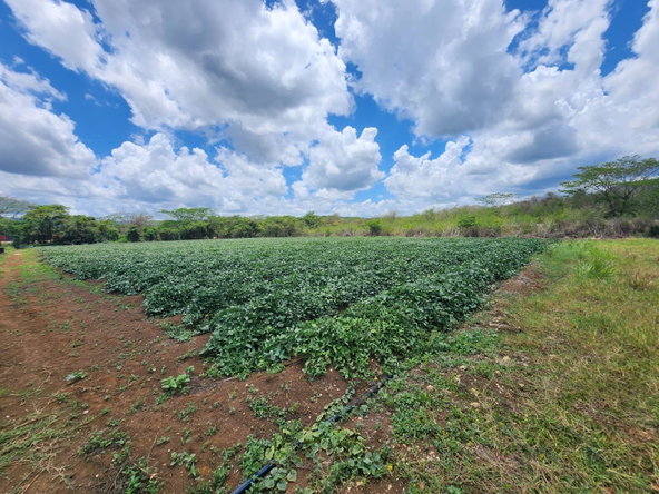 Third image of Lot 1-toll Gate Heifers Run, Clarendon in Toll Gate, Clarendon, Jamaica - property is For Sale