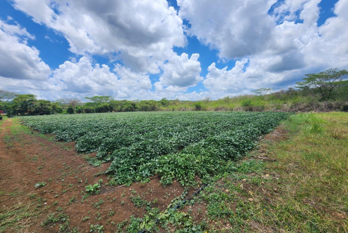 Fourth image of Lot 1-toll Gate Heifers Run, Clarendon in Toll Gate, Clarendon, Jamaica - property is For Sale